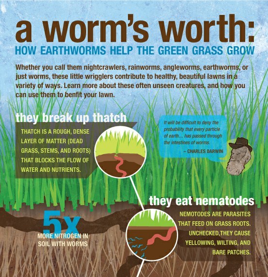 How does soil help a plant grow information