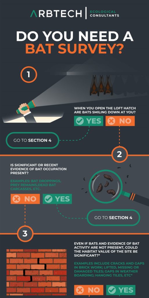 Do You Need a Bat Survey (Flow Chart) | Infographics Zone| Submit ...